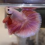 betta354
