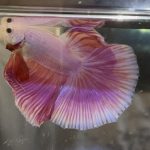 betta354