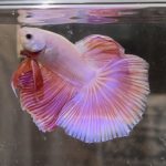 betta354