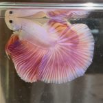 betta354