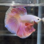 betta354