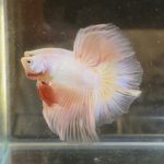 betta355
