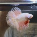 betta355