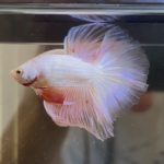 betta355
