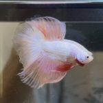 betta355
