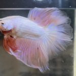 betta355