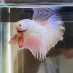 betta355