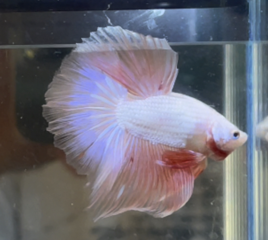 betta355