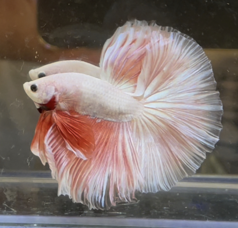 betta356