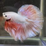 betta356