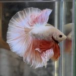 betta356