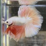 betta356