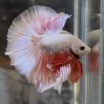 betta356
