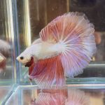 betta357