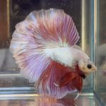 betta357