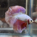 betta357