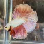betta357