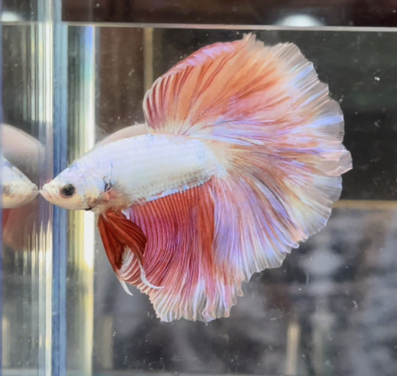 betta357