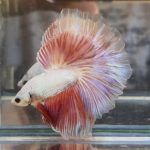 betta357