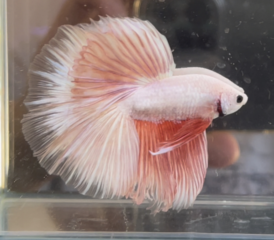 betta358