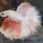 betta358