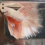 betta358