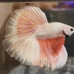 betta358