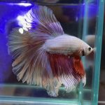 betta359