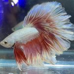 betta359