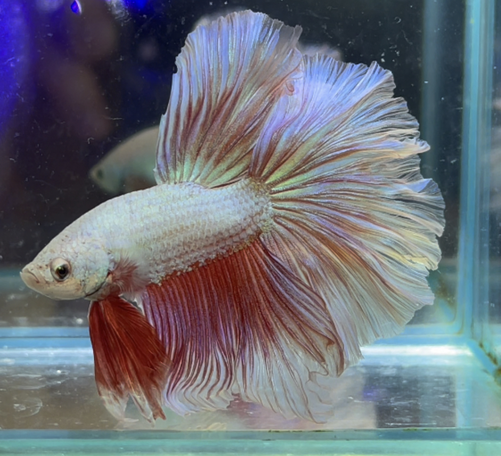 betta359