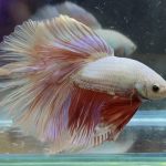 betta359