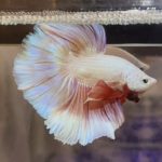 betta360