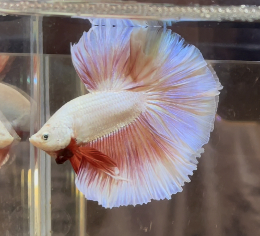 betta360