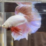 betta360