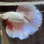 betta360