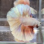 betta360