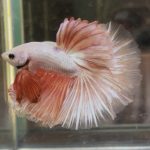 betta361