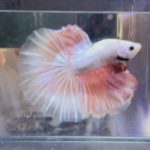 betta361