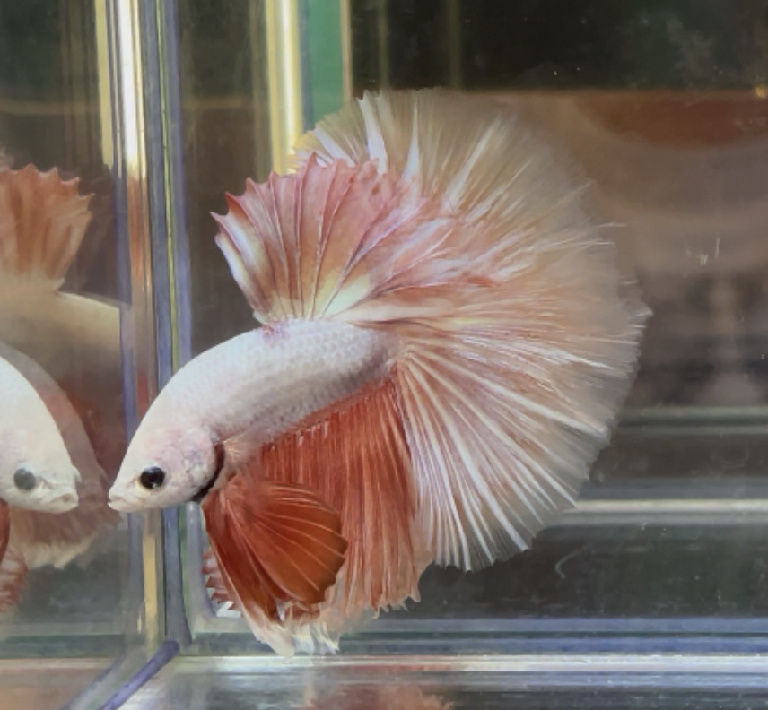 betta361