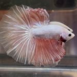 betta361