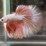 betta361