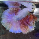 betta362