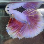betta362