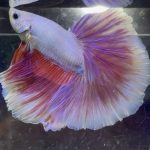 betta362