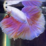 betta362