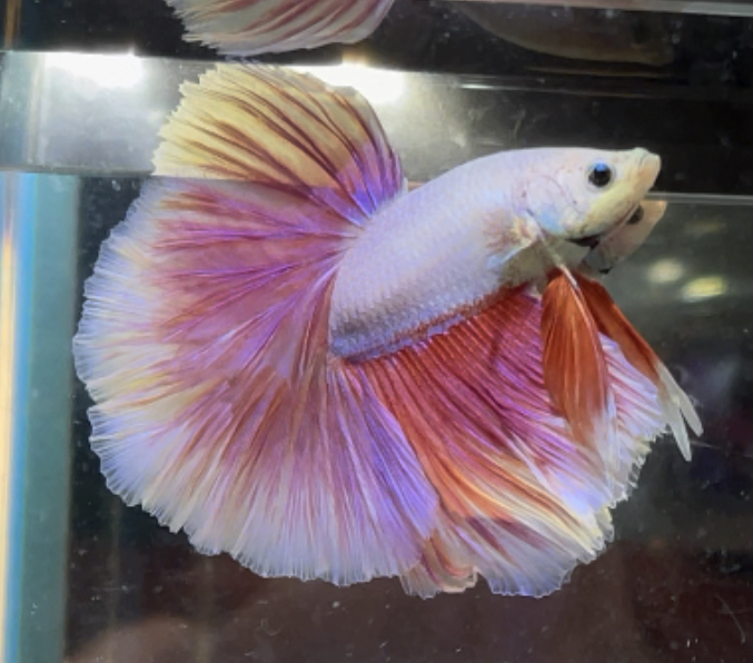 betta362