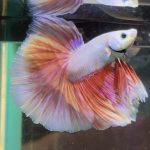 betta362