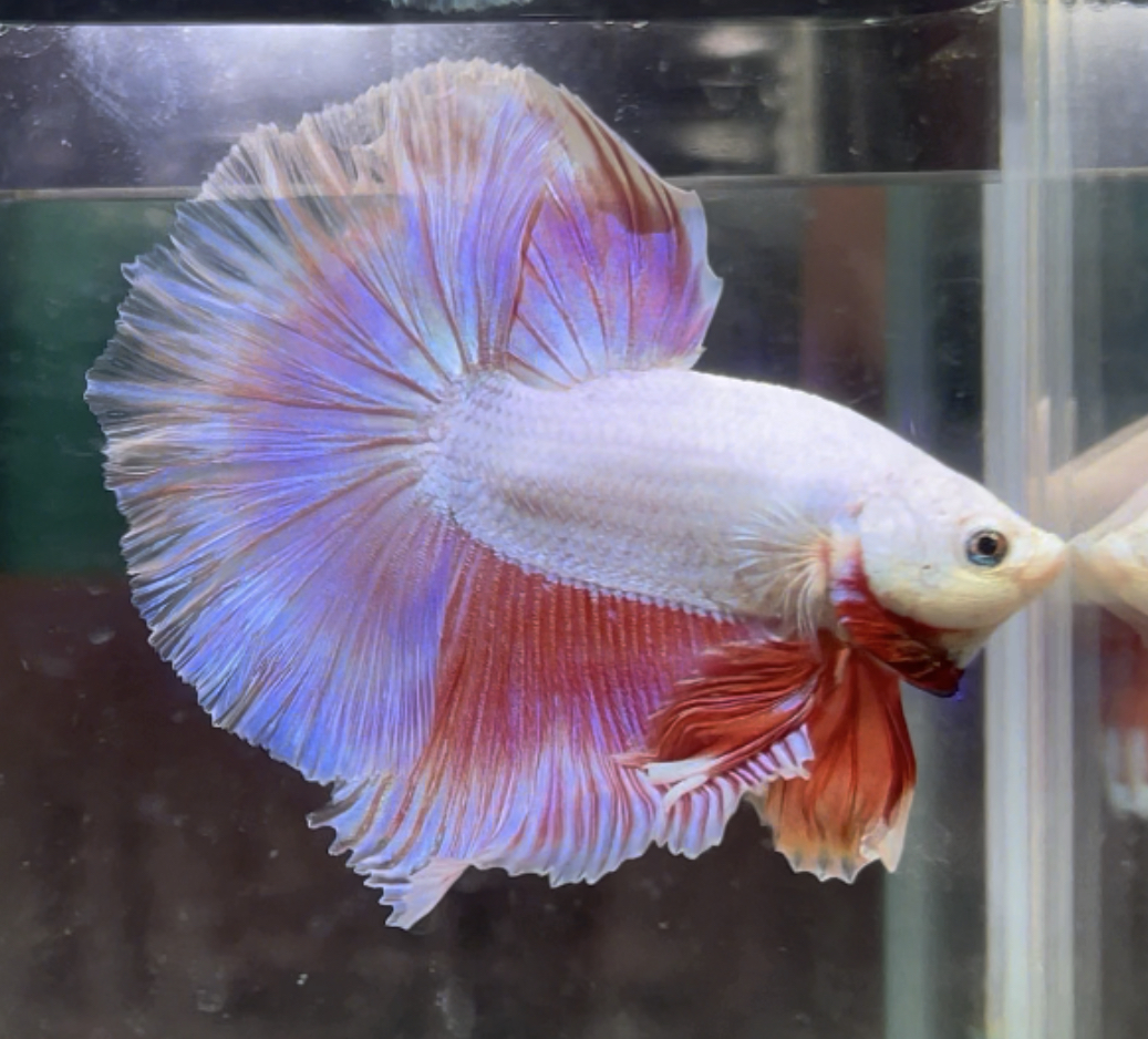 betta363