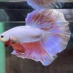 betta363