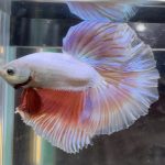 betta363